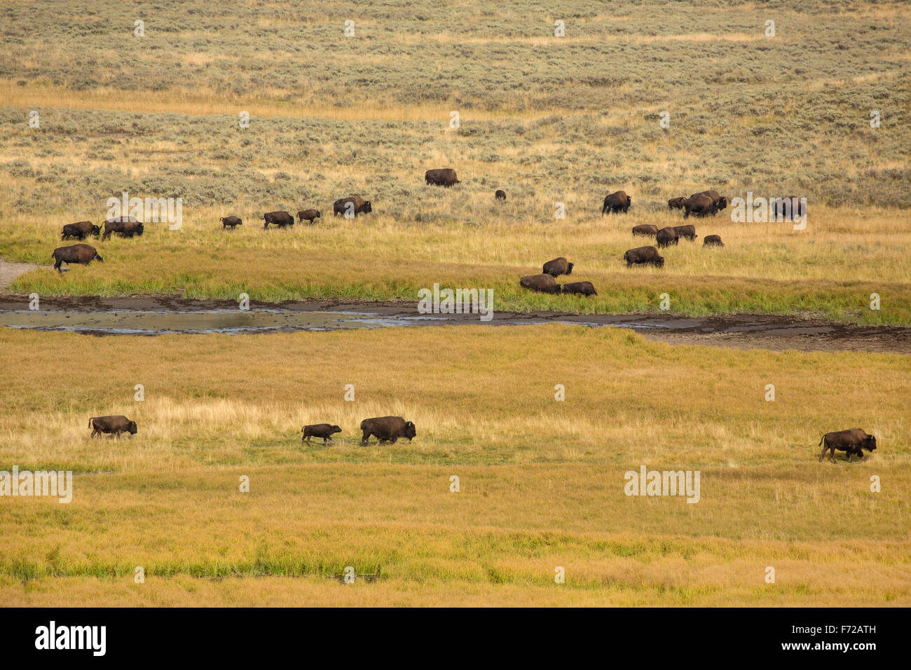 Troupeau de bisons, Bison bison, avec petit veau à la suite de mère sur le jaunissement plaines herbeuses de Hayden Valley dans le Yellowstone Na Banque D'Images