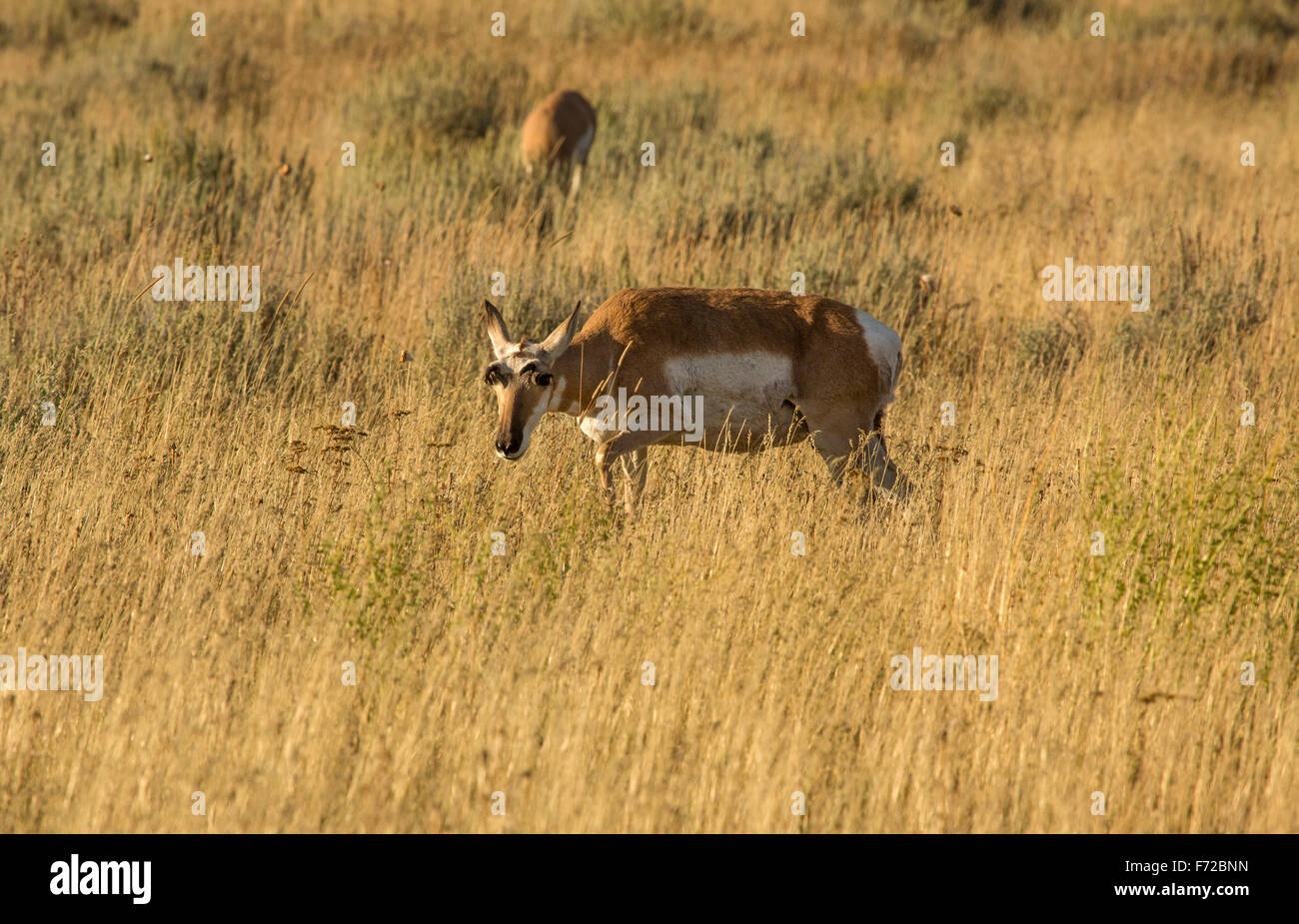 L'antilope femelle (Antilocapra americana) dans de grands pâturages, l'herbe jaune de Jackson Hole, Wyoming. Banque D'Images