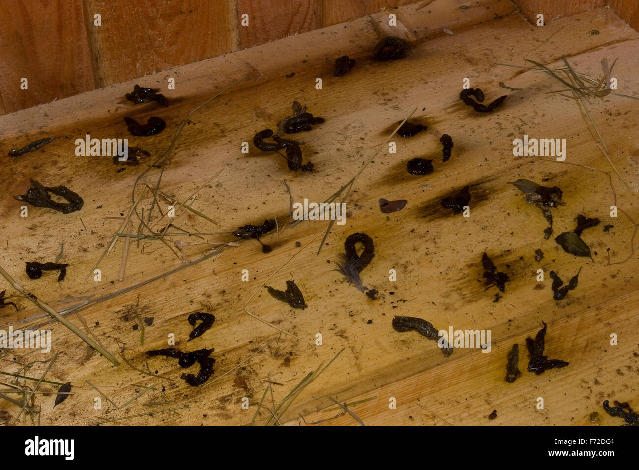 Le putois d'Europe de l'Ouest, le putois, la saleté, les excréments, les fèces, Waldiltis Wald-Iltis Iltis,,, Marder, Losung, Kot, Mustela putorius Banque D'Images