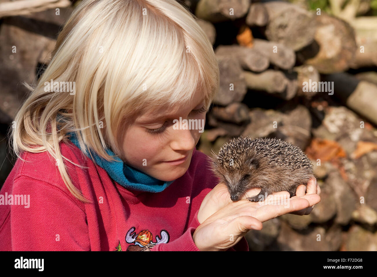 Western hérisson, garçon, enfant, Junge, genre mit Erinaceus europaeus, Igel, Westigel Braunbrustigel, hérisson, Banque D'Images