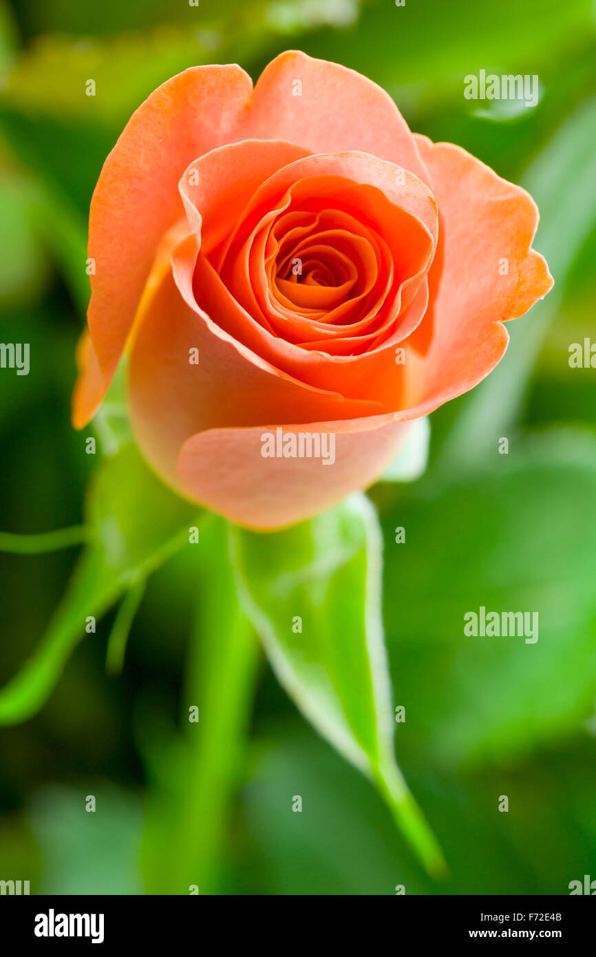 Détail de fleurs rose orange Banque D'Images