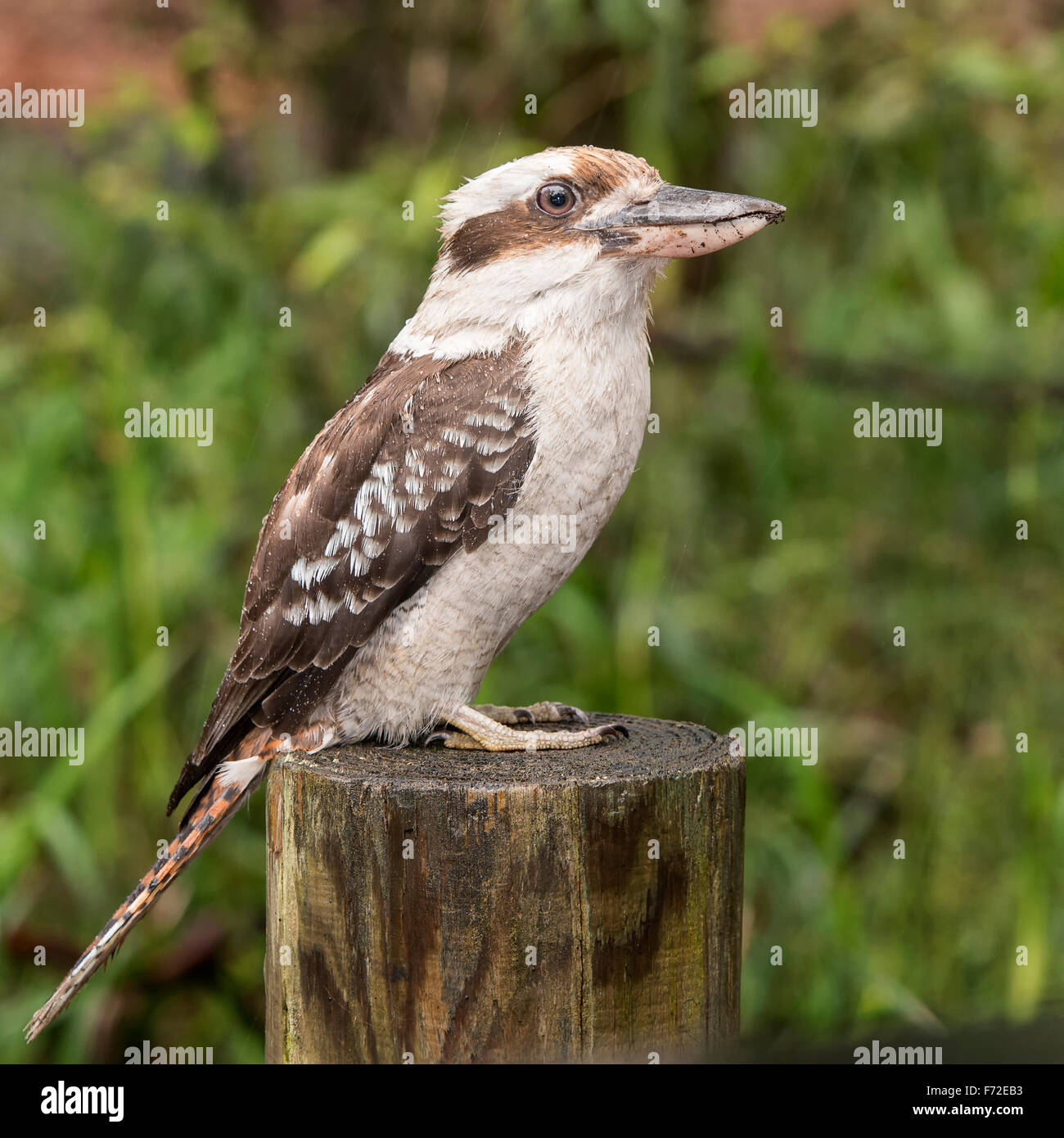 Laughing Kookaburra sur son poste de guet Banque D'Images