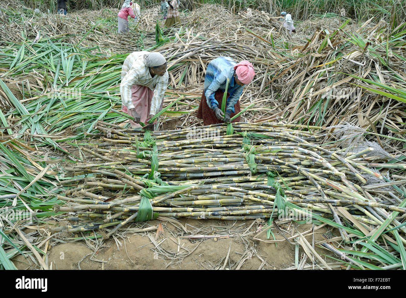 Dans l'ensemble de la canne à sucre de liage femme champ, marayoor, idukki, Kerala, Inde, Asie Banque D'Images