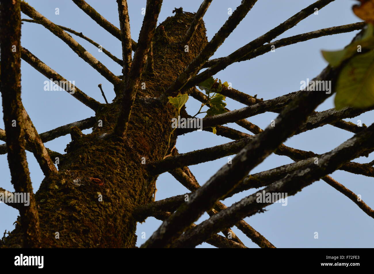 Arbre mort des branches de pins Banque D'Images