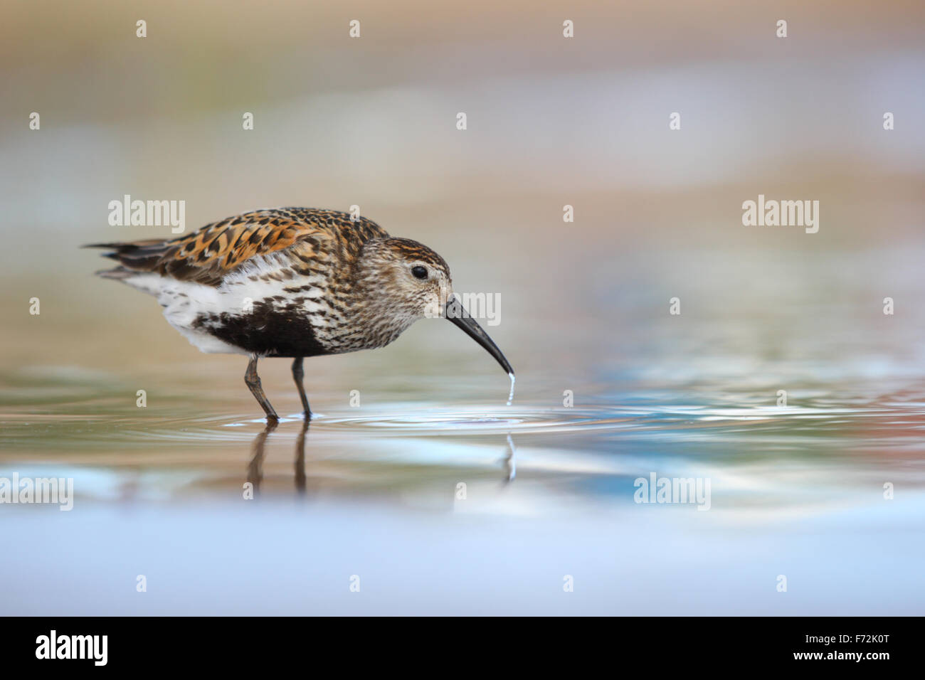 Le Bécasseau variable (Calidris alpina) adulte en plumage nuptial. Banque D'Images