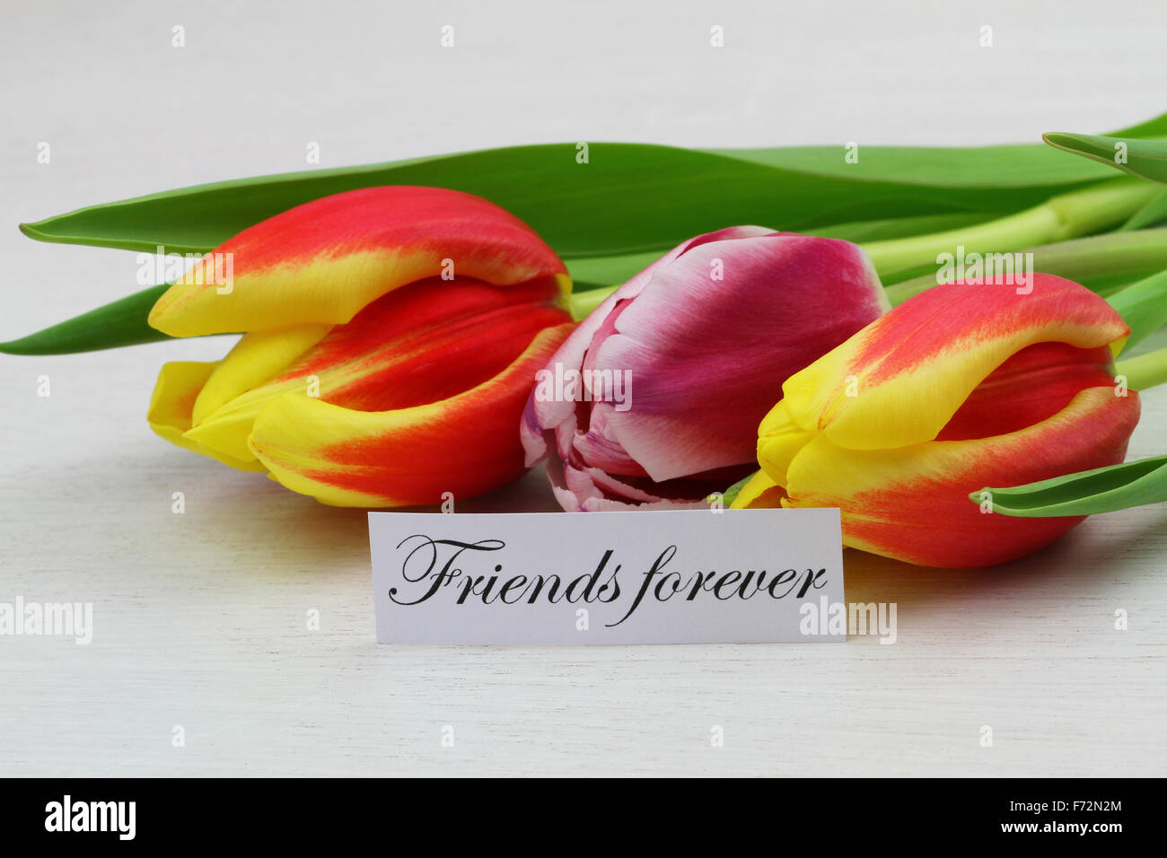 Friends forever carte avec tulipes colorées Banque D'Images