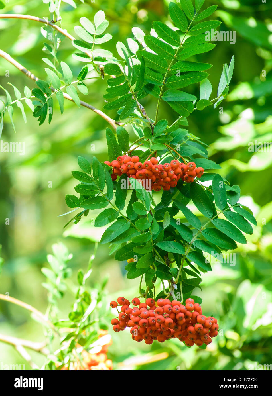 Rouge mûre rowan fruits sur l'arbre Banque D'Images