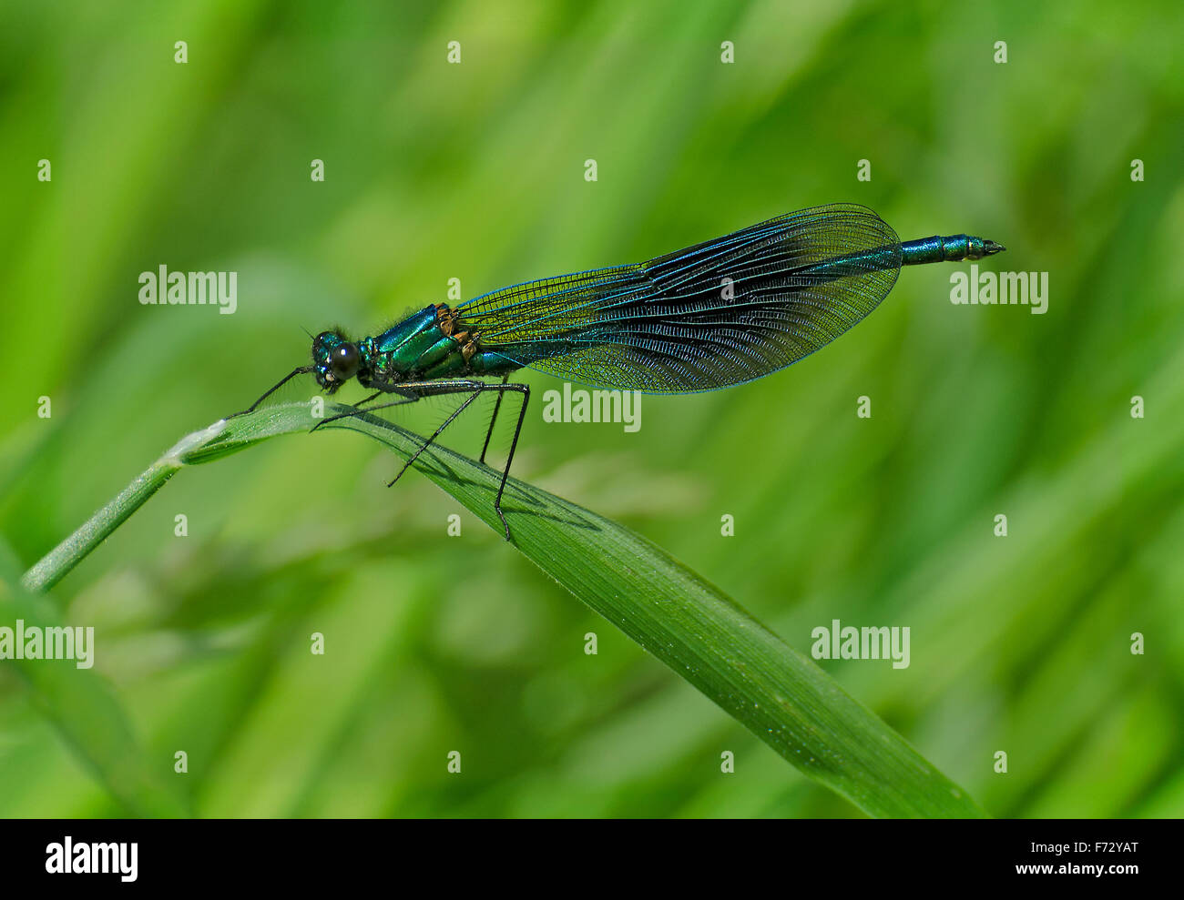 Bagué mâle Demoiselle Calopteryx splendens, demoiselle, perché sur un brin d'herbe dans le Lancashire, Royaume-Uni Banque D'Images