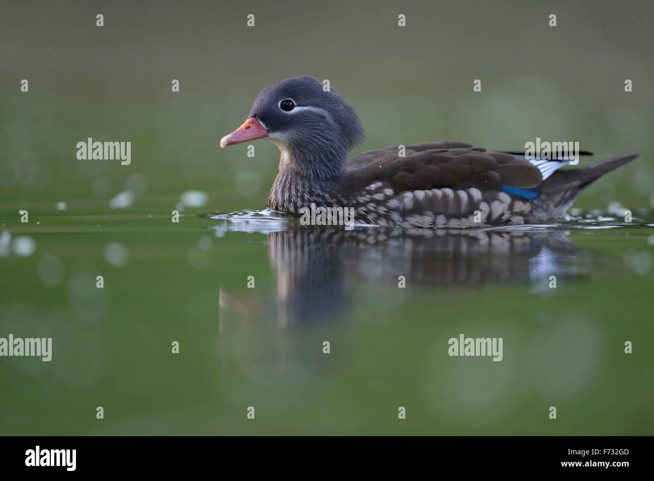 Jolie femme Mandarin Duck / Mandarinente ( Aix galericulata ) nage à proximité sur l'eau de couleur verte, la faune, l'Europe. Banque D'Images