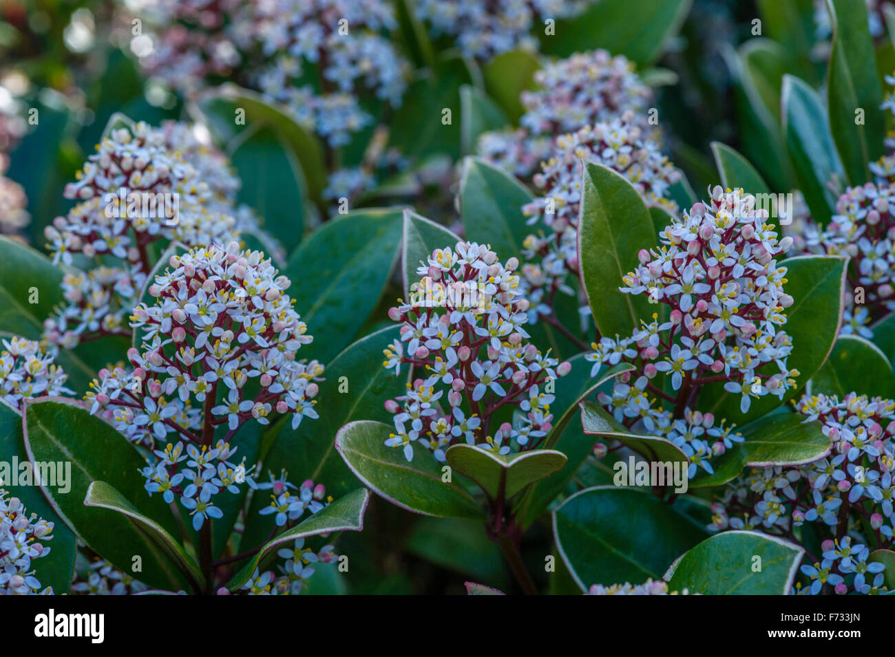 Skimmia japonica '' La rubéole Banque D'Images