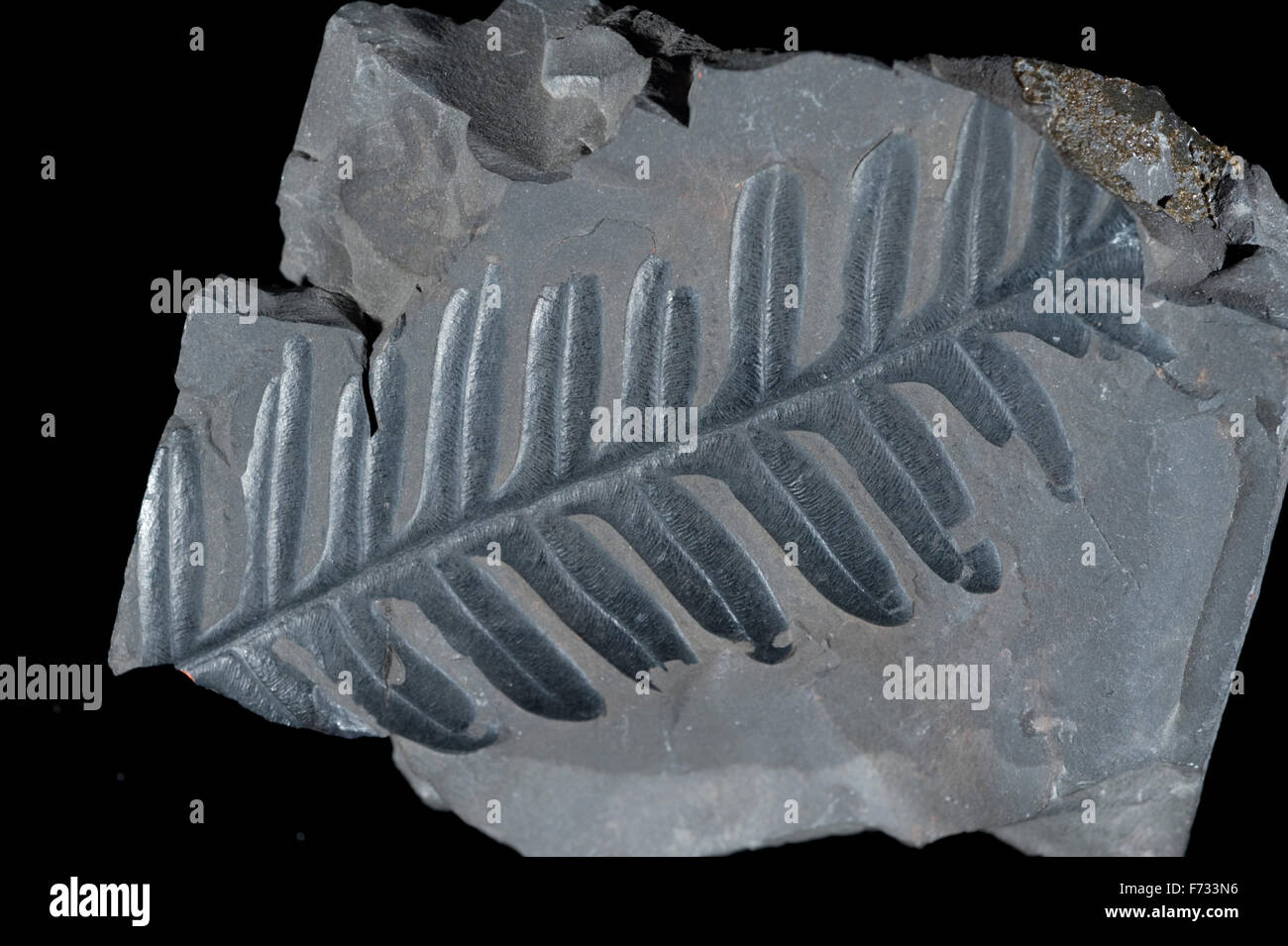 Détail de la feuille de fougère fossilisée Alethopteris serlii Mesures Charbon westphalien, carbonifère, Somerset, Banque D'Images