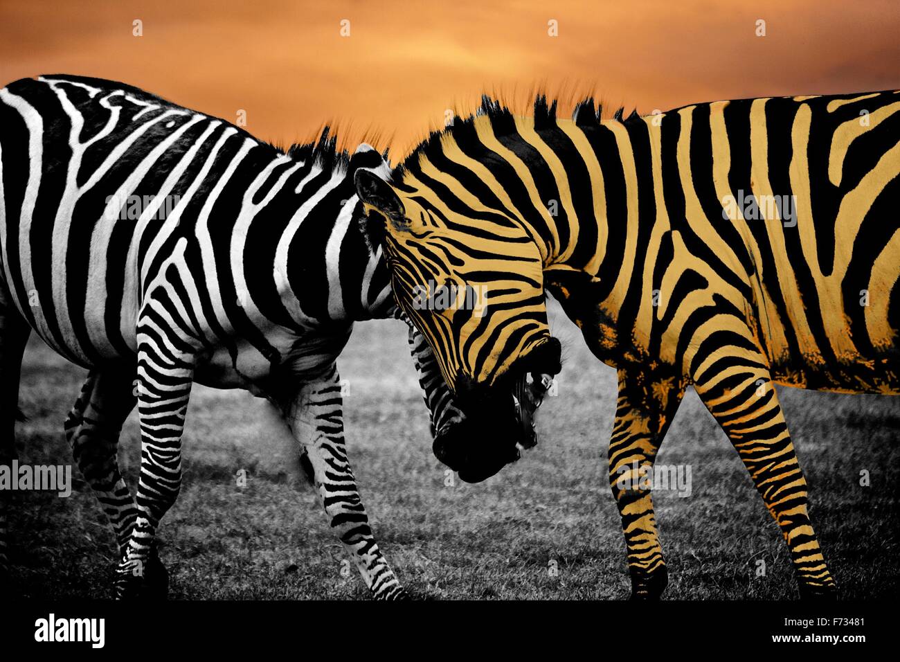 Le noir et blanc zebra butting généraux un zèbre orange Banque D'Images