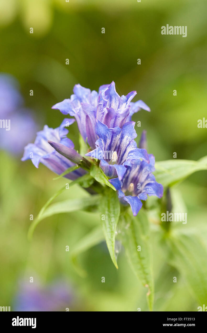 Gentiana asclepiadea. Willow gentiane. Banque D'Images