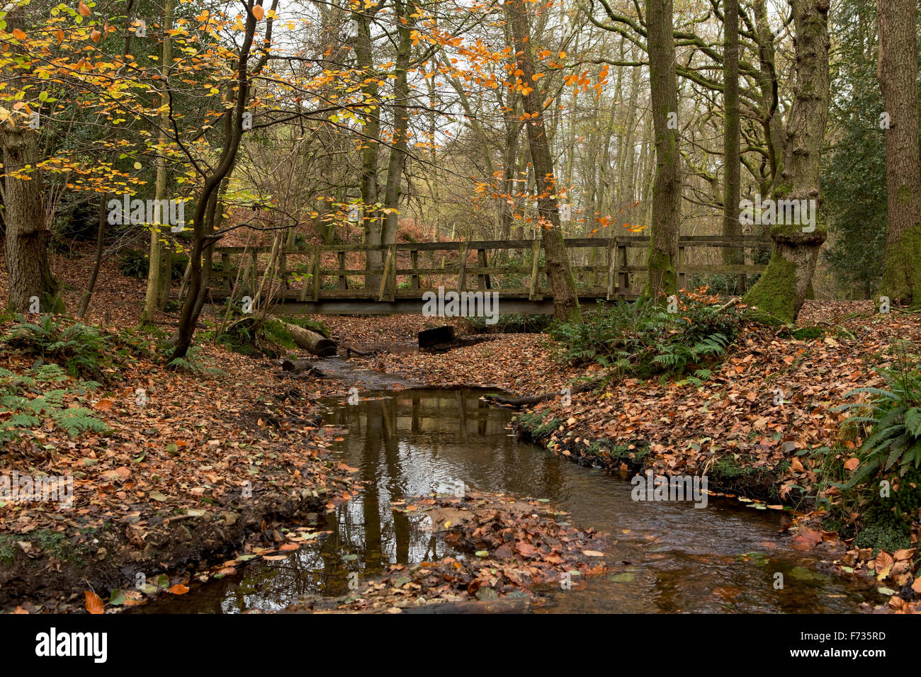 Pont au-dessus du ruisseau. Stout pont de bois sur une goutte d'eau. Bois de l'automne avec beaucoup de boue et de feuilles. Banque D'Images