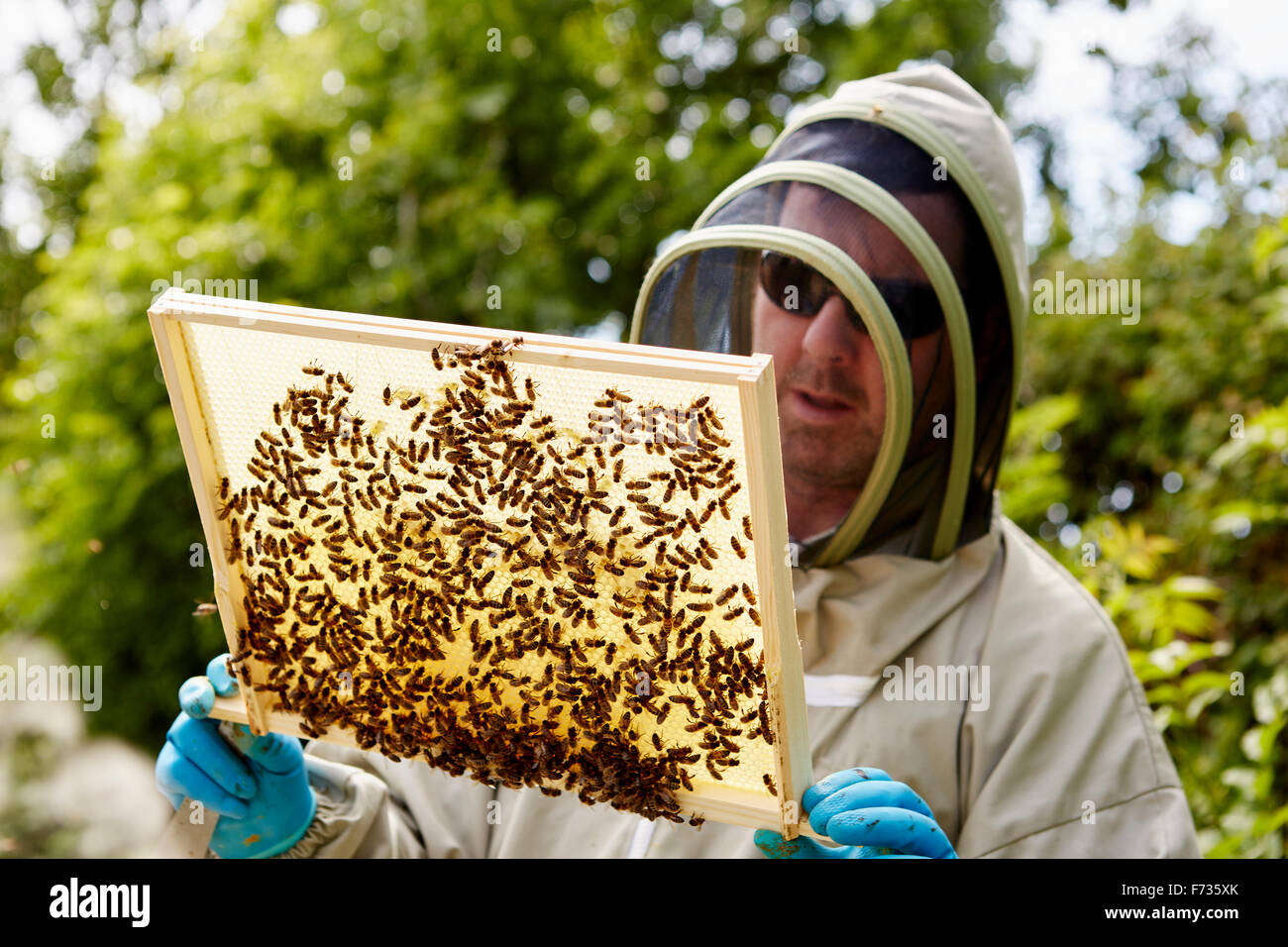 Un apiculteur d'un costume, tenant une armature en bois recouverte d'abeilles. Banque D'Images