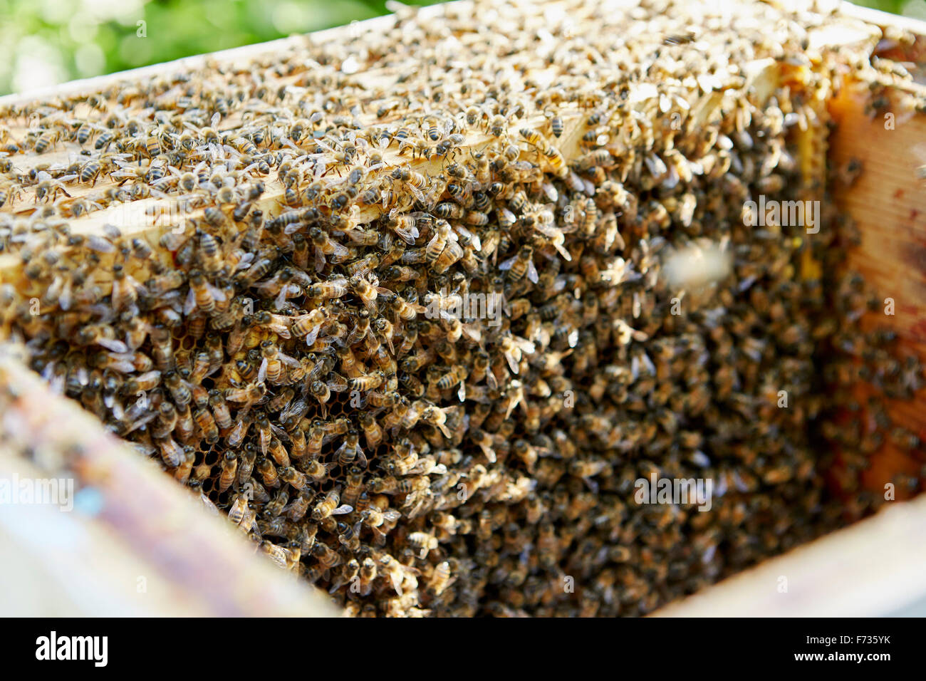Une ruche intérieur avec le haut avec cadres en bois ou en surimpression, couverts dans les abeilles travailleuses. Banque D'Images