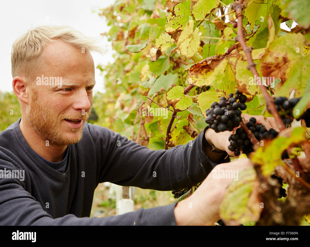 Un raisin picker au travail La sélection de grappes de raisin sur la vigne. Banque D'Images