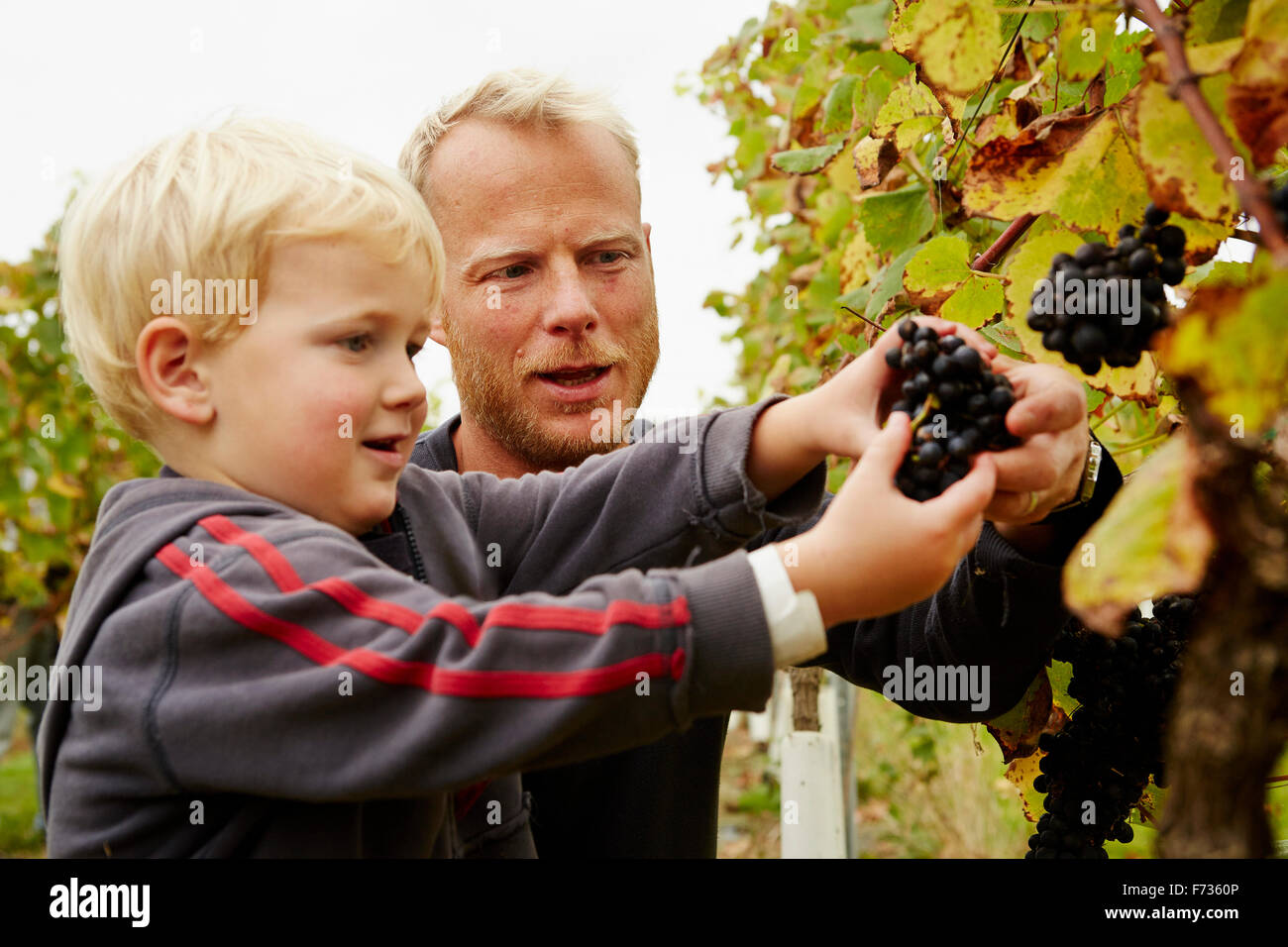 Un homme et son fils sélection de grappes de raisins rouges sur la vigne. Banque D'Images