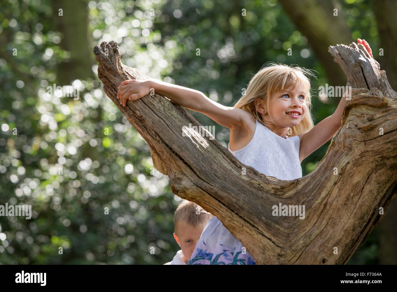 Jeune fille escalade un arbre dans une forêt. Banque D'Images