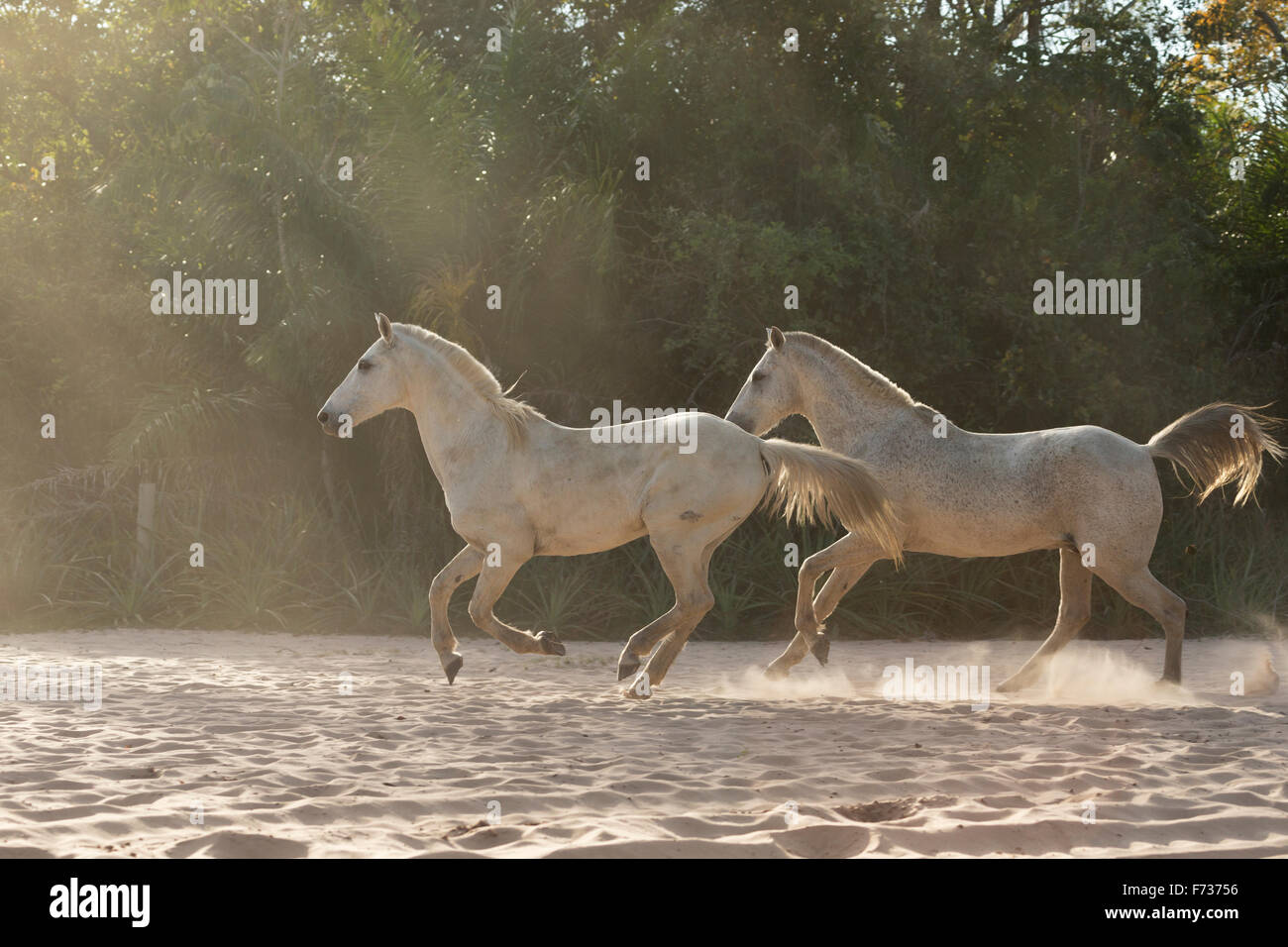 La nature sauvage du Pantanal au Brésil cheval cowboy animal Banque D'Images