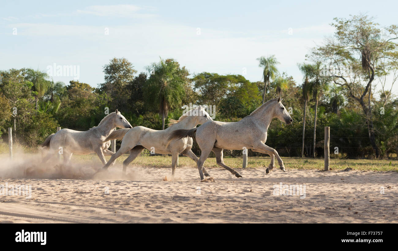 La nature sauvage du Pantanal au Brésil cheval cowboy animal Banque D'Images