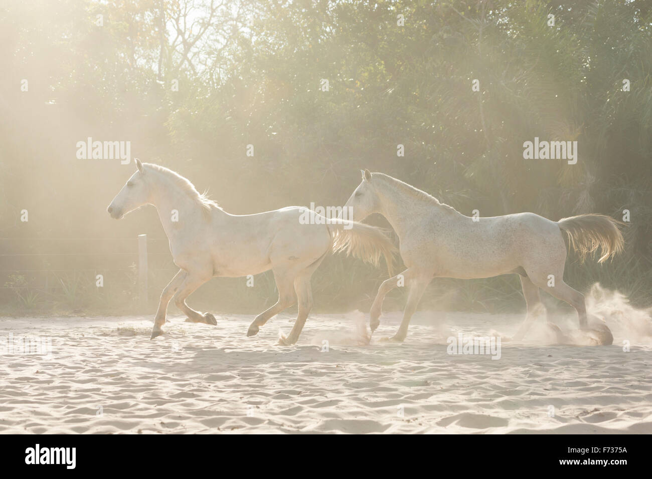 La nature sauvage du Pantanal au Brésil cheval cowboy animal Banque D'Images