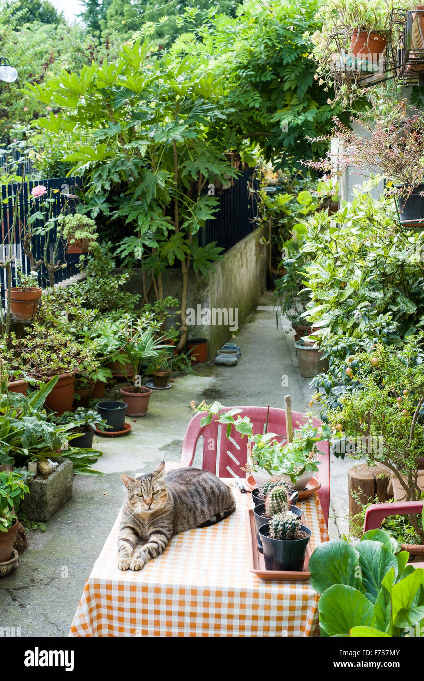 Gardiennage de chat un petit patio jardin, Lucca , Italie Banque D'Images