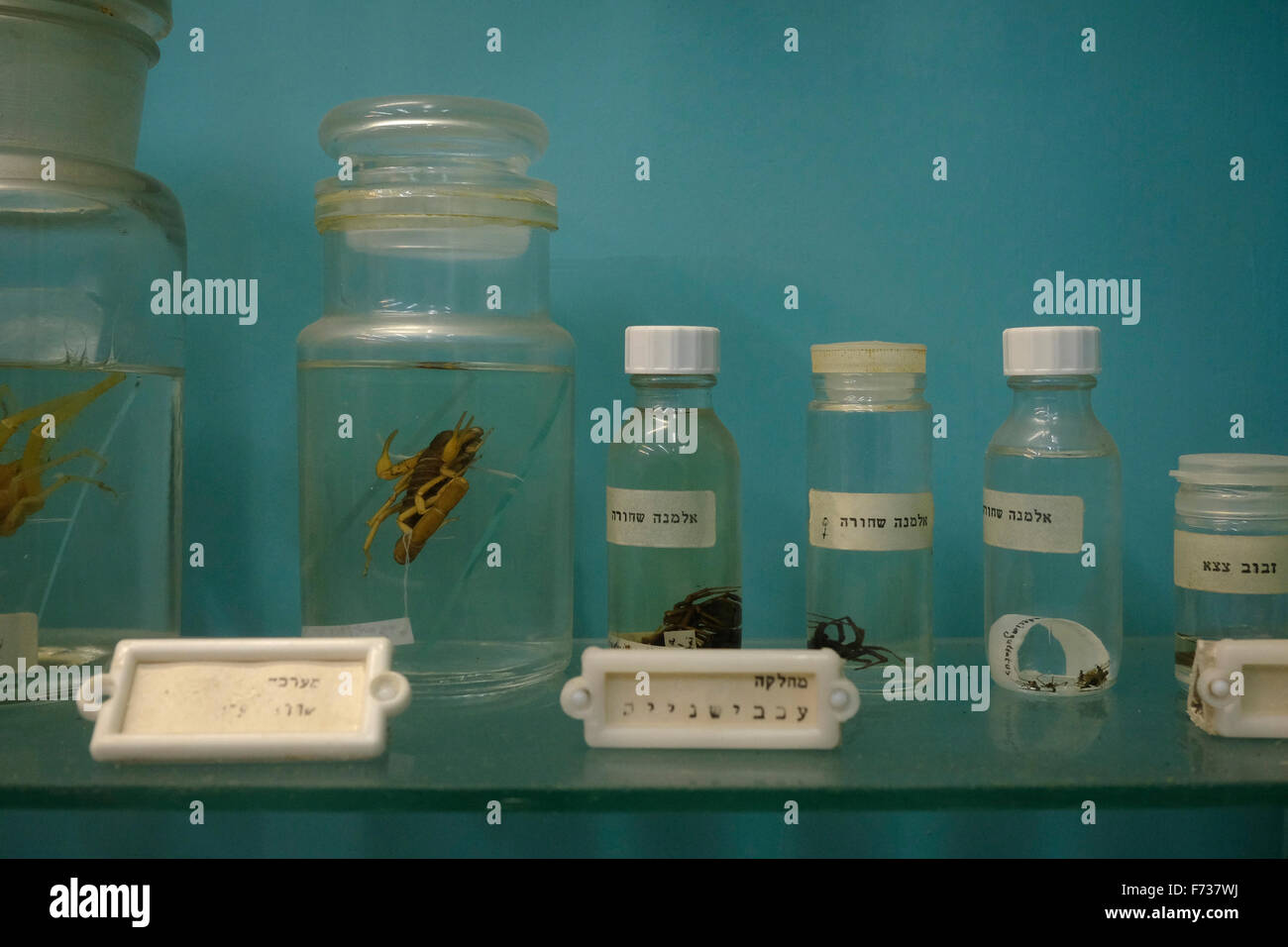 Insectes et araignées préservés dans le formaldéhyde à l'état liquide à l'entrepôt de Beit Ussishkin nature museum dans le kibboutz Dan Israël Banque D'Images