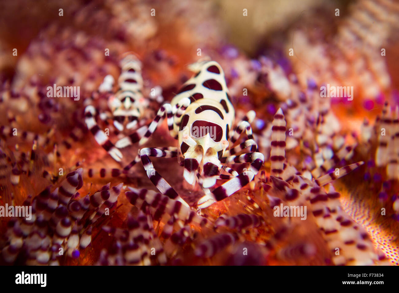 Coleman's - Crevettes Periclimenes Colemani - masquer dans l'oursin de feu. Prises dans le Parc National de Komodo, en Indonésie. Banque D'Images
