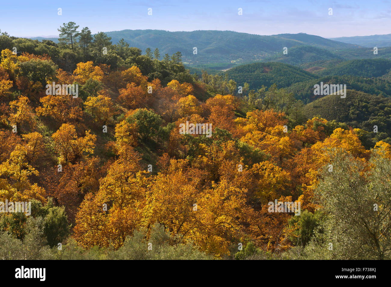 Le Parc Naturel de Sierra de Aracena, châtaignes arbre en automne, Santa Ana La Real, province de Huelva, Andalousie, Espagne, Europe Banque D'Images