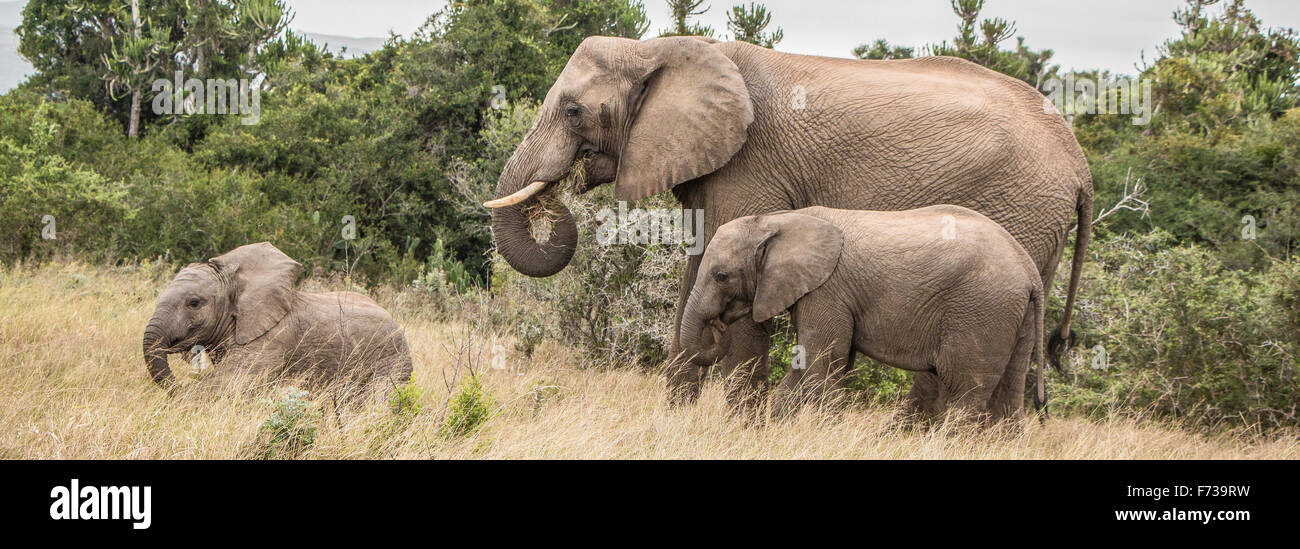 Mère de l'éléphant et de veaux Banque D'Images