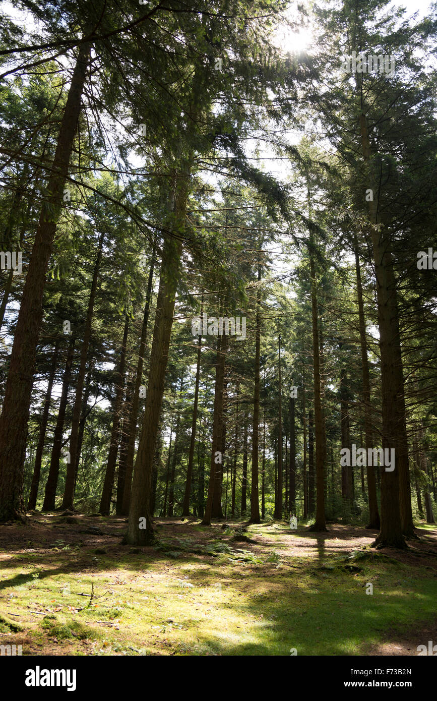 Arbre dans le new forest Banque D'Images