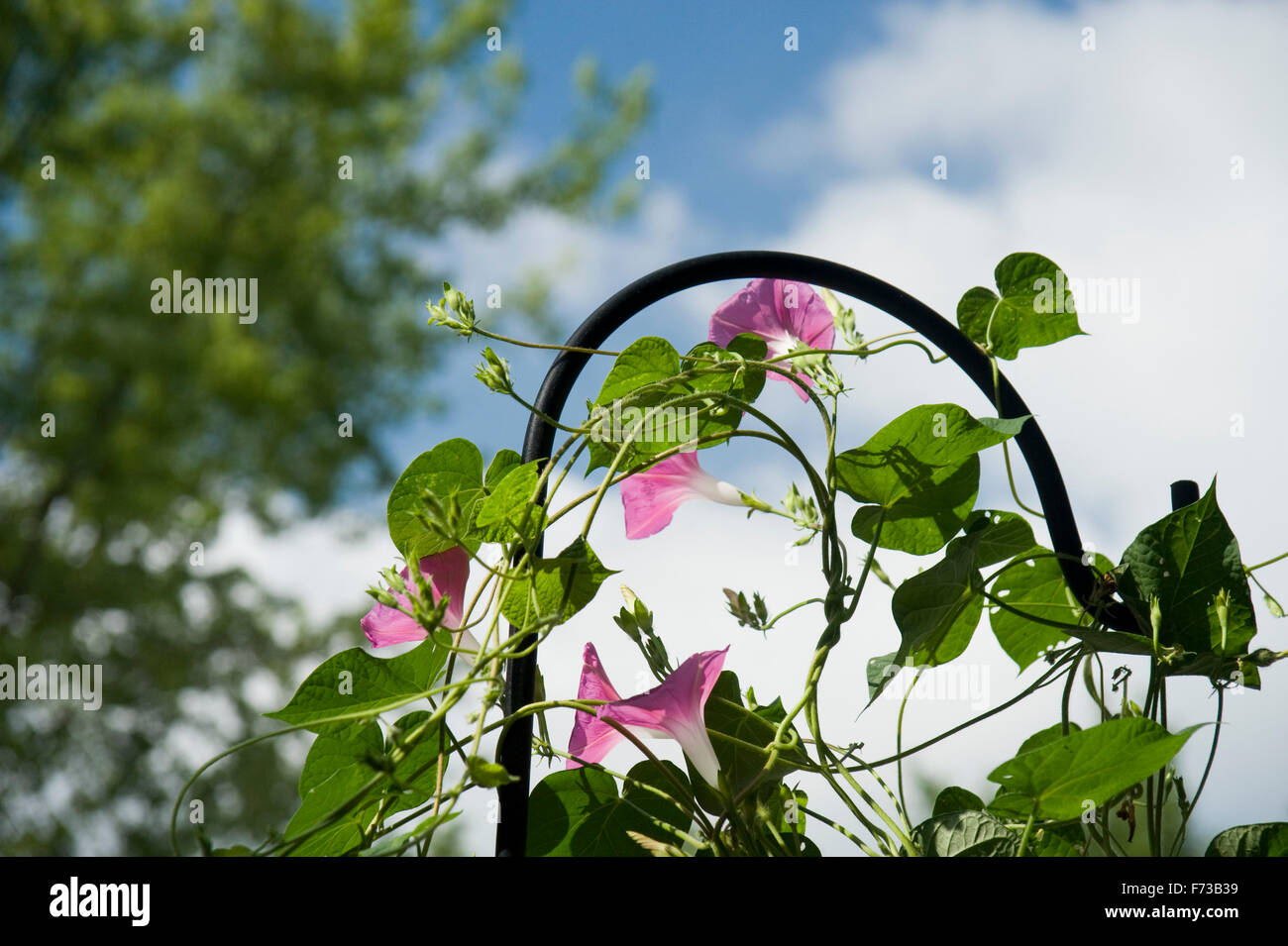 Morning Glory vines vers Sun Banque D'Images