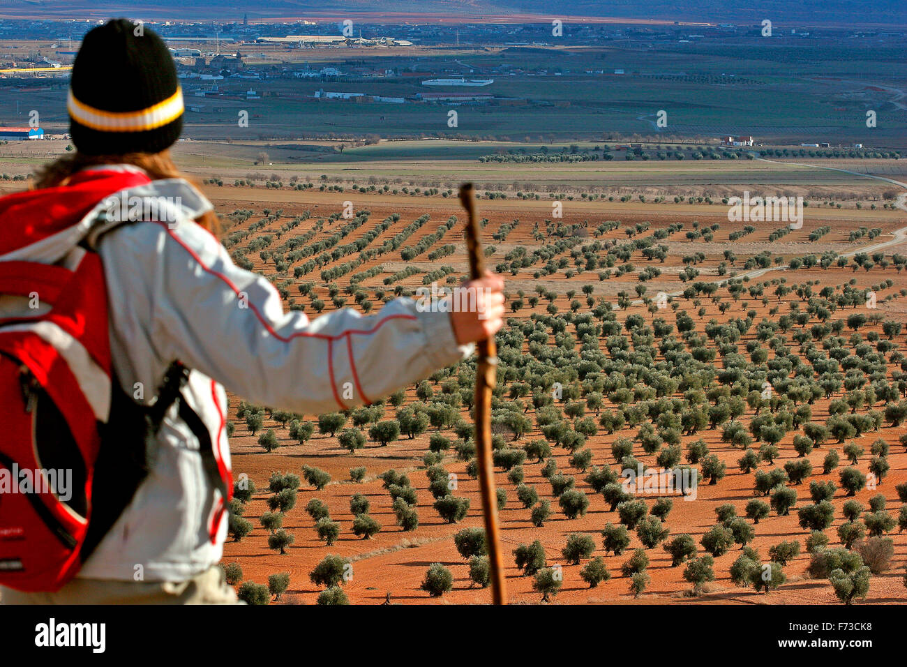 Ruta de don Quijote. Castille la Manche, Espagne. Olive Grove dans la ville de Mascaraque. Toledo. Femme randonnée le long de la route de Don Quijote Banque D'Images