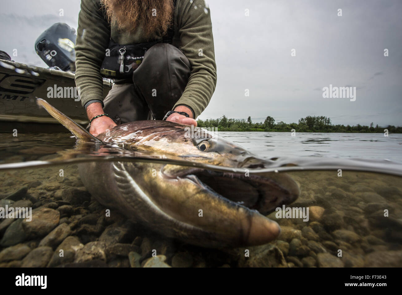 Le roi salmon à Togiak, rivière de l'Alaska. Banque D'Images