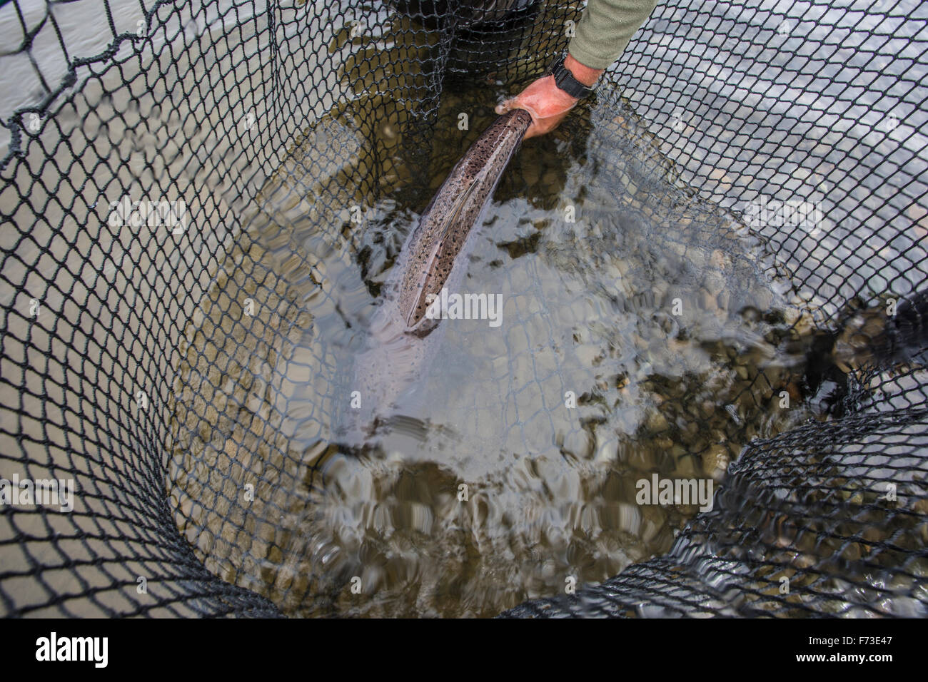 Le roi salmon dans net, Togiak River, Alaska. Banque D'Images