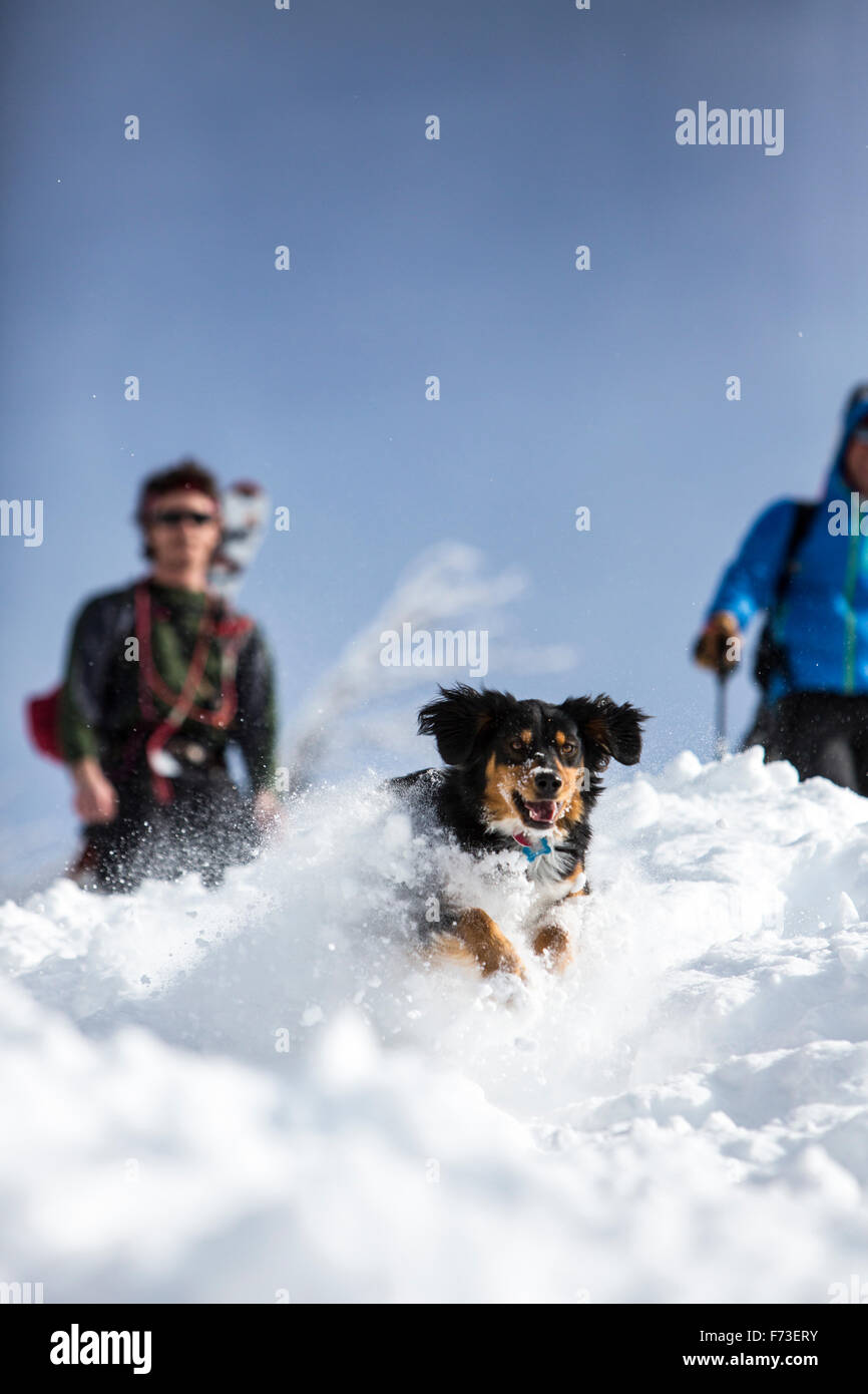 Chien de neige Banque D'Images