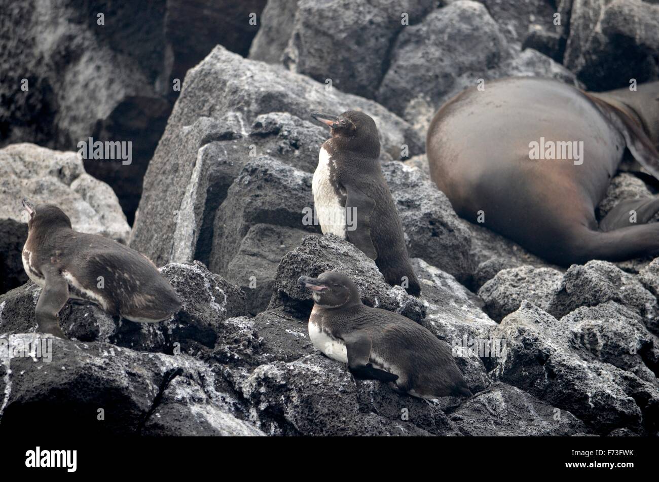 Lion de mer et pingouins Galapagos détente sur les rochers de l'Île Floreana, archipel des Galapagos Banque D'Images