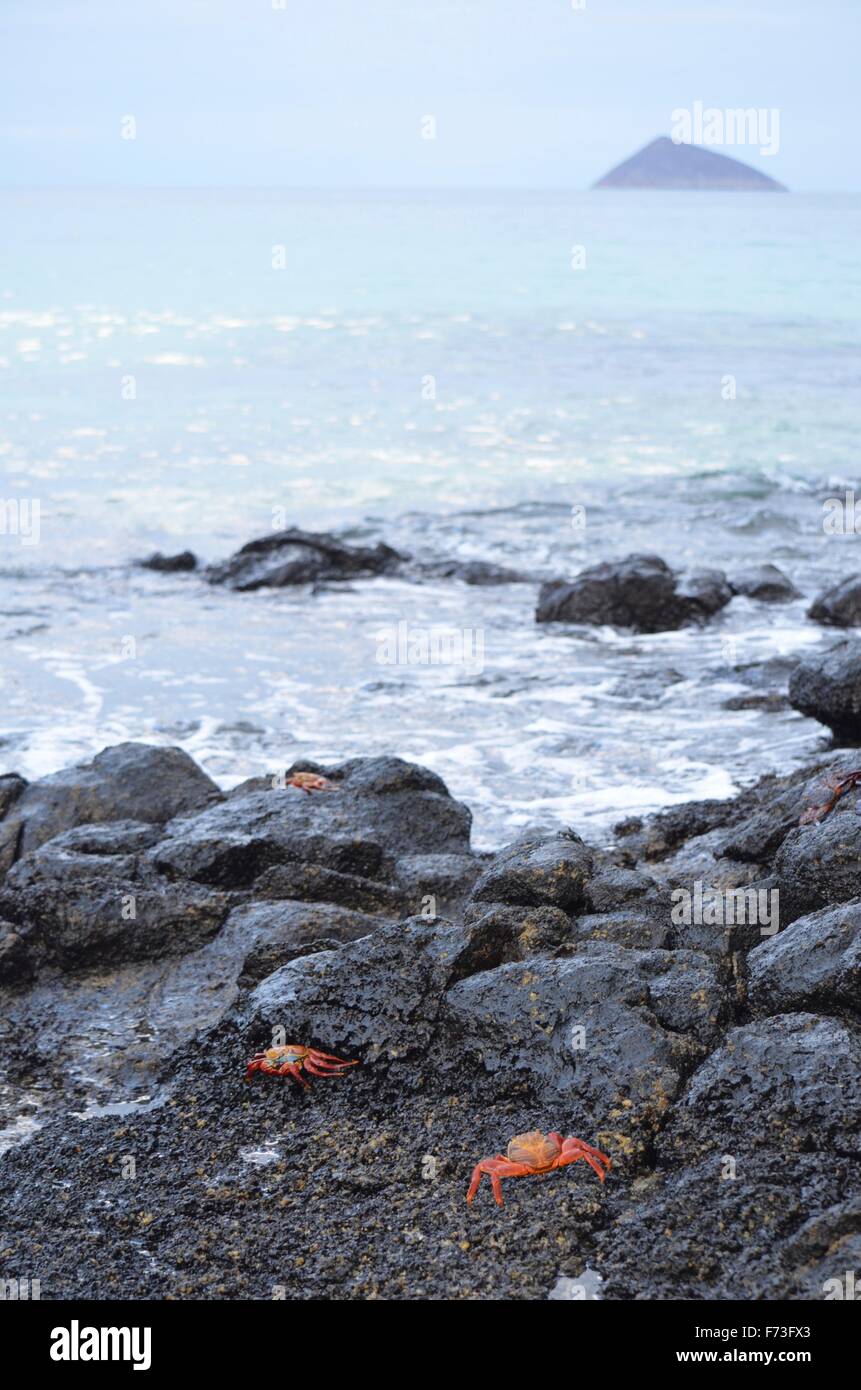 Sally Lightfoot crabes (Grapsus grapsus) à pied à travers les roches volcaniques dans les îles Galapagos. Banque D'Images