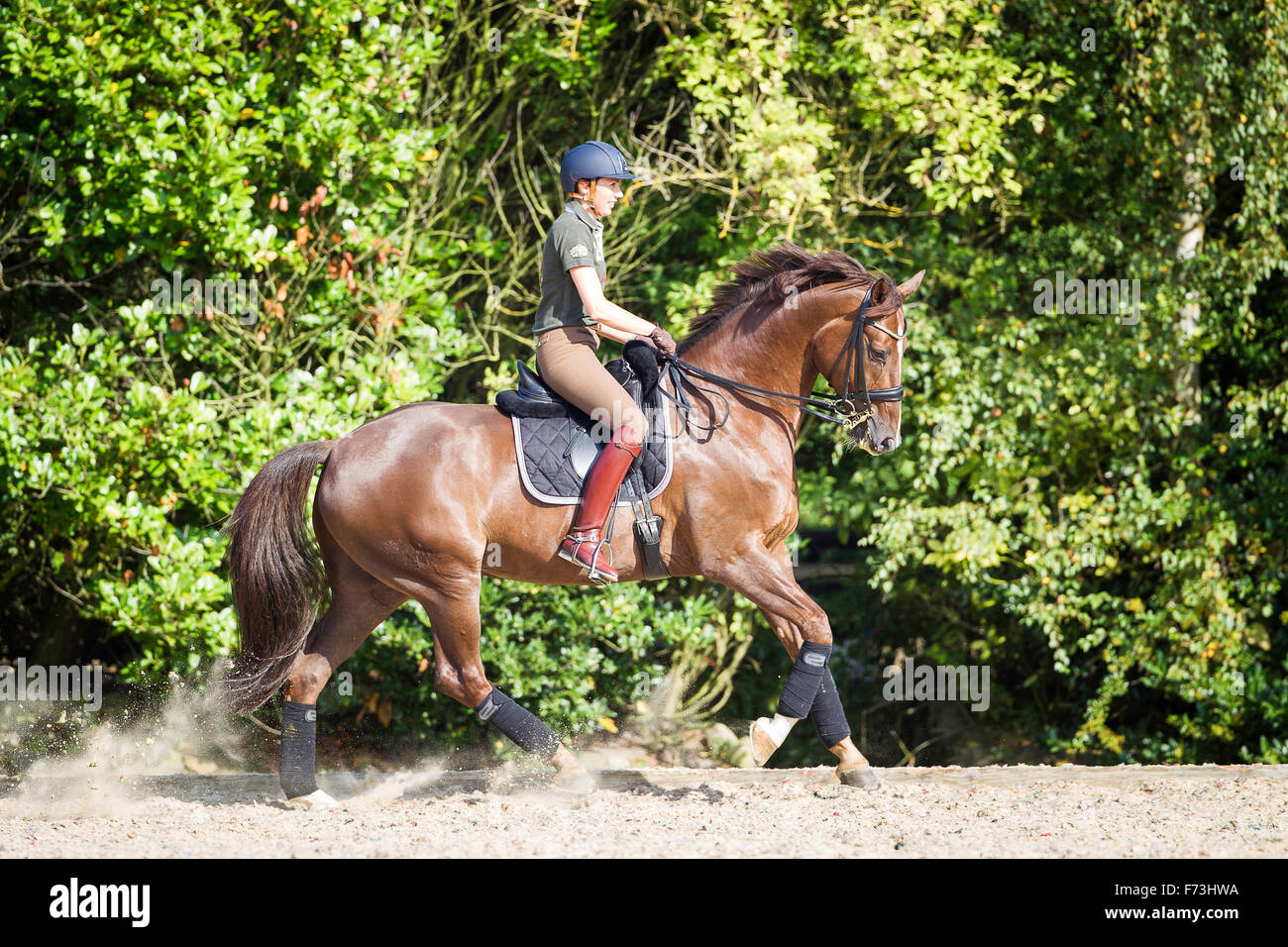 Rider avec cheval hanovrien galoper sur un cheval. Allemagne Banque D'Images