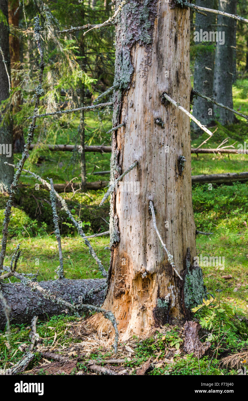 Les ravageurs du bois endommagé arbre dans la forêt, close-up Banque D'Images