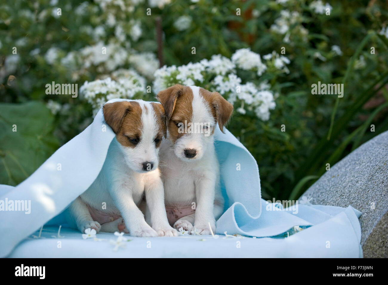 Parson Russell Terrier. Deux chiots (6,5 semaines) sur un banc en face de la floraison Phlox, recouvert d'une couverture. Allemagne Banque D'Images