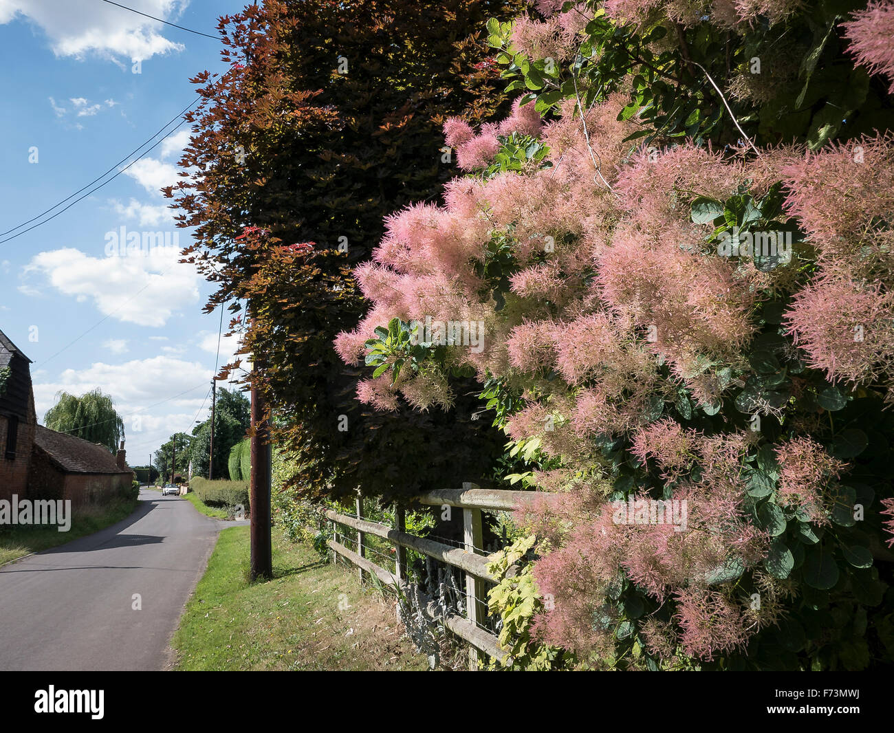 Cotinus spécimen dans un jardin en fleurs aux frontières limitrophes à côté d'un chemin de campagne au Royaume-Uni Banque D'Images