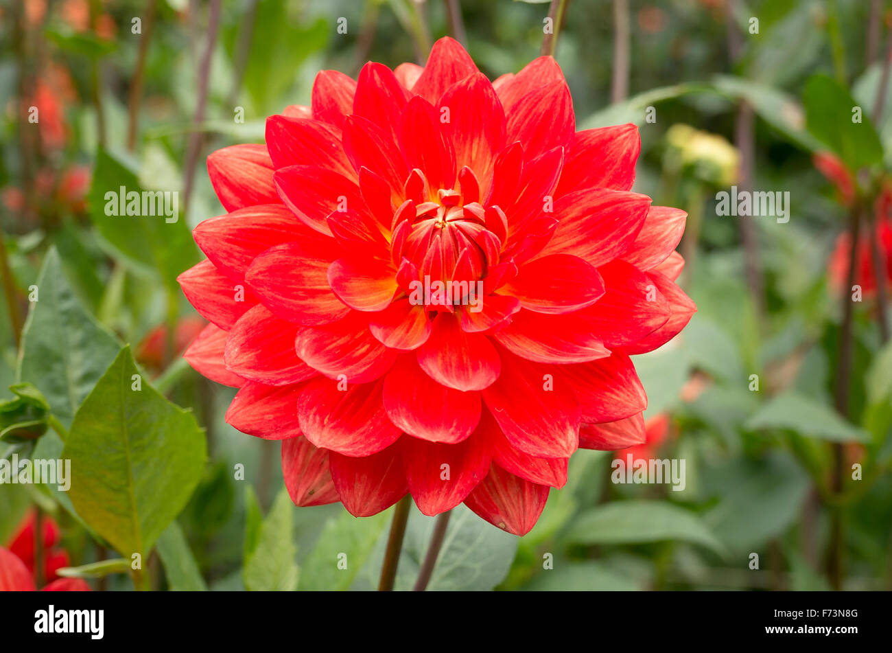 Dahlia Taratahi Ruby en fleur en septembre UK Banque D'Images