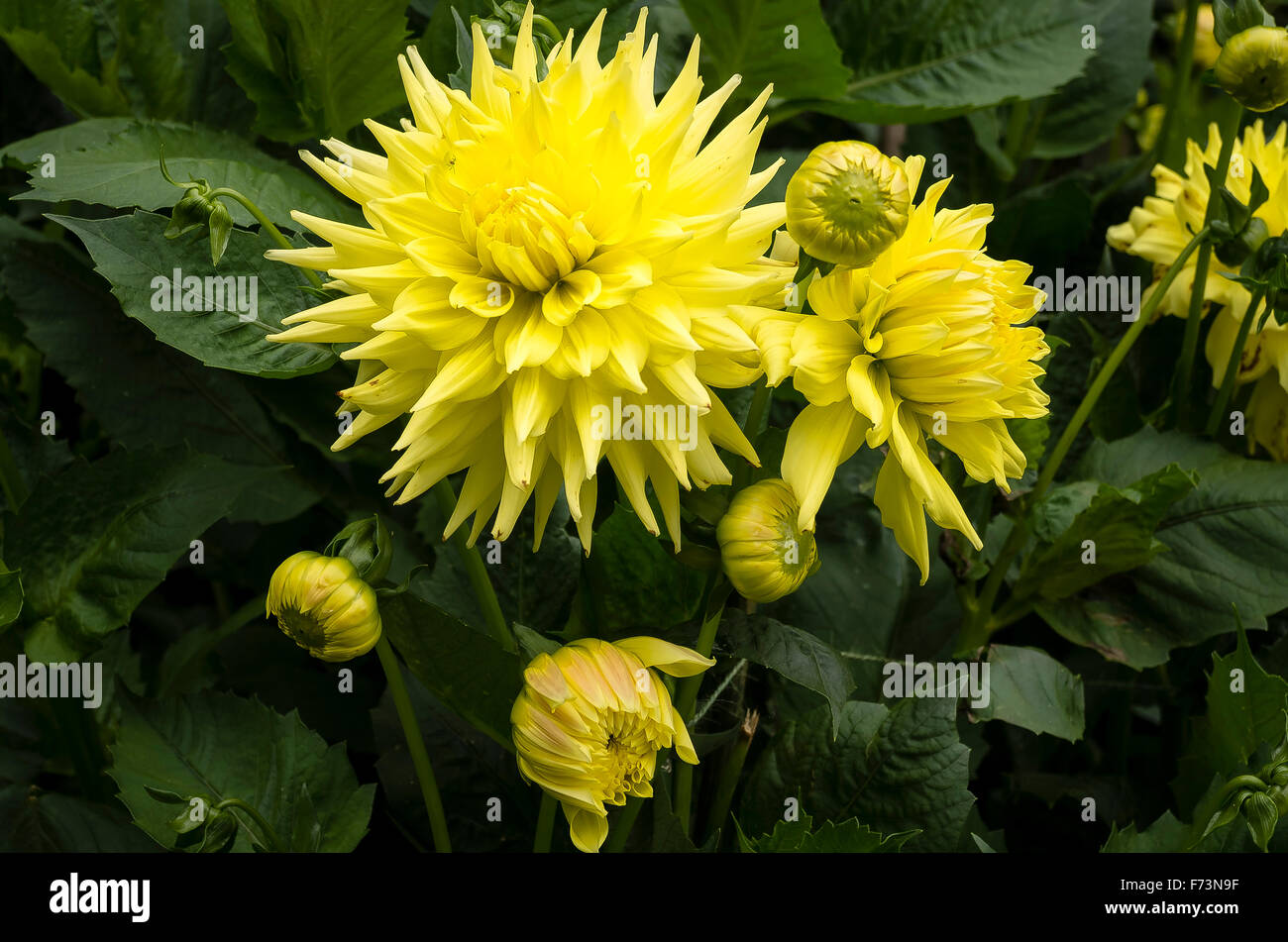Dahlia Trooper Dan en fleurs en automne UK Banque D'Images