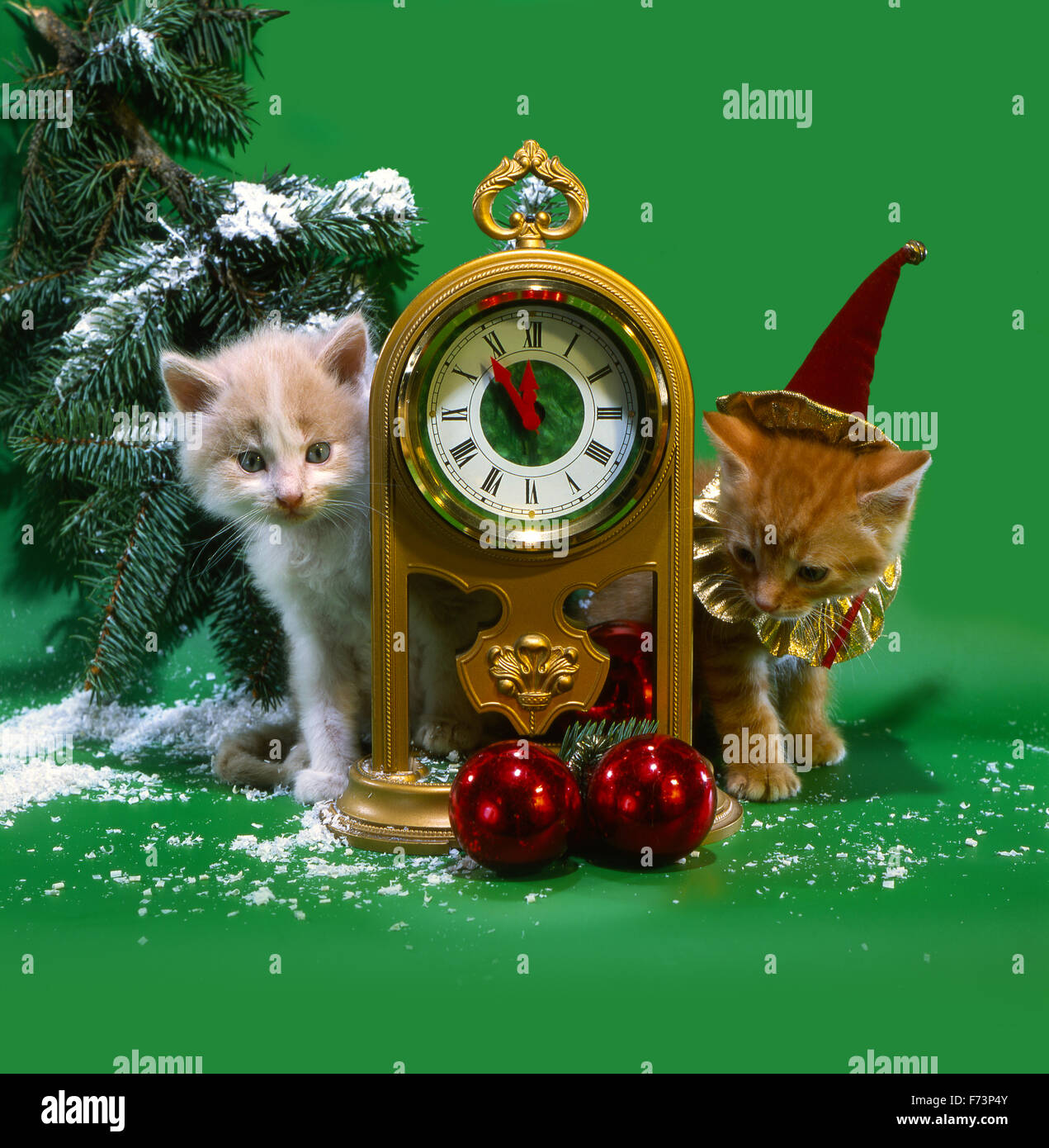 Chats de noel Banque de photographies et d’images à haute résolution - Alamy