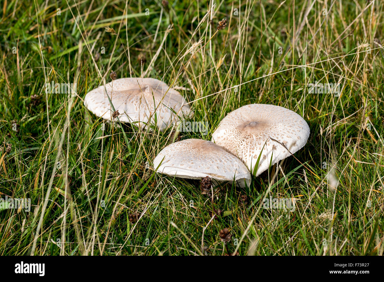 Macrolepiota procera ou Parasol les champignons qui poussent sur les dunes de sable de l'Aberffraw sur Anglesey au nord du Pays de Galles Banque D'Images
