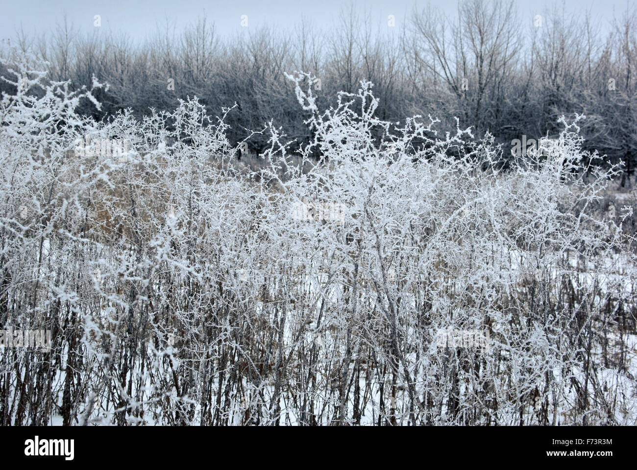 L'herbe sous la neige. Journée ensoleillée. Format horizontal, Banque D'Images