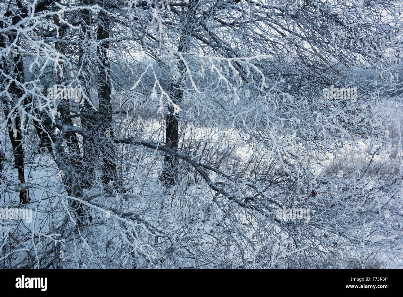 L'herbe sous la neige. Journée ensoleillée. Format horizontal, Banque D'Images