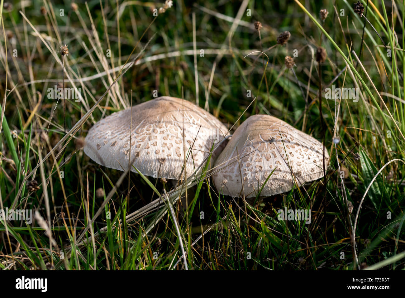 Macrolepiota procera ou Parasol les champignons qui poussent sur les dunes de sable de l'Aberffraw sur Anglesey au nord du Pays de Galles Banque D'Images